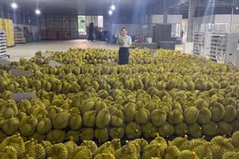 Nóng bỏng mùa sầu riêng Tây Nguyên