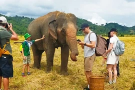 Đắk Lắk thí điểm chăn thả voi nhà