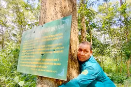 Rừng giáng hương, 'báu vật' làng Grôn