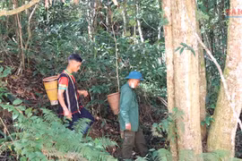 Theo chân đồng bào Xơ Đăng lên núi thu hoạch 'hạt ngọc trời'