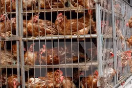 Ngăn chặn, xử lý nghiêm trường hợp buôn bán, vận chuyển trái phép gia cầm qua biên giới vào Việt Nam
