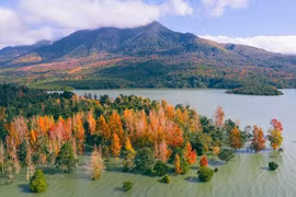 'Rừng phong' đẹp ngỡ ngàng ở tây Quảng Trị khiến nhiều người tưởng... trời Âu