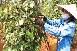 Giá hồ tiêu trong nước giảm 3,5-6,5 triệu đồng/tấn