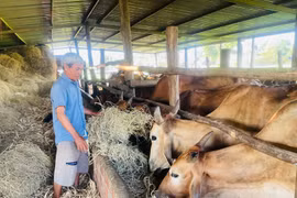 Thủ tướng chỉ đạo các bộ ngành, địa phương chủ động phòng-chống rét đậm, rét hại kéo dài