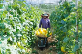 Sứ mệnh tập hợp nông dân