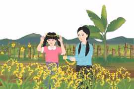 Thương hoài hoa cải 