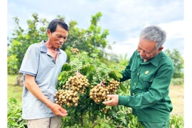 Đẩy mạnh liên kết sản xuất, tiêu thụ sản phẩm nông nghiệp