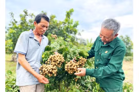 Đẩy mạnh liên kết sản xuất, tiêu thụ sản phẩm nông nghiệp