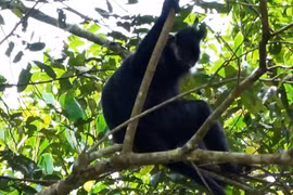 Phát hiện 1 cá thể Voọc Đen Má Trắng ở Khu bảo tồn thiên nhiên Kim Hỷ