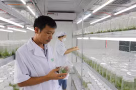 Thu tiền tỷ từ nghề ươm cây lâm nghiệp cấy mô