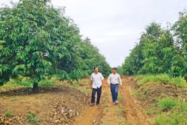 Tiên phong sản xuất nông nghiệp công nghệ cao