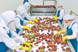 Gia Lai: Nâng cao chuỗi giá trị cây ăn quả 