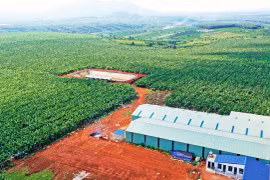 Mở đường cho trái cây vươn ra thị trường