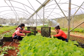 Thêm một doanh nghiệp bị cơ quan Công an xác minh thông tin trồng sâm ở Kon Tum 