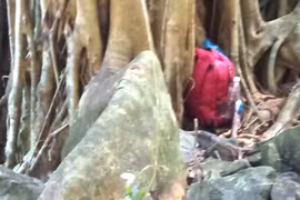 Bảo Lộc: Phát hiện bộ xương người trong rừng