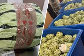 Mỹ thu giữ 2.000 kg ma túy đá ngụy trang thành dưa hấu