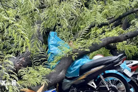 Mưa dông cùng triều cường đạt đỉnh khiến cây đổ, đường ngập tại TP Hồ Chí Minh