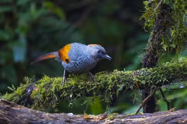 Khướu Ngọc Linh - loài chim đặc hữu cần bảo vệ