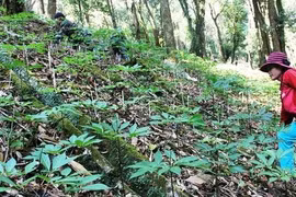 Quảng Nam kiến nghị Quốc hội xem xét, ban hành luật Sâm Việt Nam