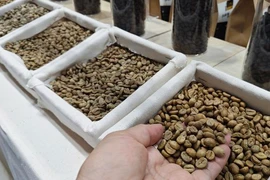 Sốc với giá cà phê Robusta