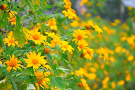 Thơ Nguyễn Ngọc Hưng: Còn đây một cõi