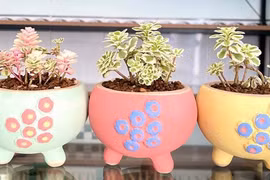 Nhiều người chi tiền triệu để mua sen đá sedum về trồng