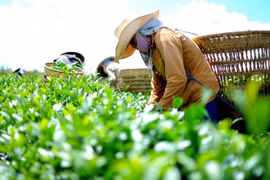 Kim ngạch xuất khẩu chè tăng hơn 32%