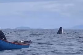 Cá voi săn mồi xuất hiện ở vùng biển Bình Định