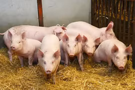 Giá heo hơi ở Gia Lai tăng 2.000 đồng/kg