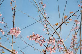 Kon Tum: Hoa đào Măng Đen có gì đặc sắc mà du khách mong chờ đến vậy?