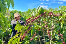 Nông nghiệp Tây Nguyên: Triển vọng hội nhập, phát triển