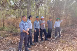 Huyện Ea Súp: Nhức nhối các dự án nông lâm nghiệp