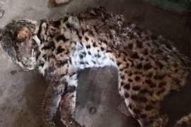 Khởi tố hai đối tượng tàng trữ nhiều cá thể động vật quý, hiếm đã chết