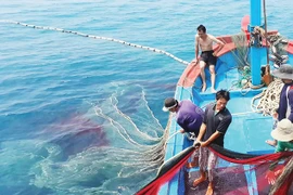 Tăng cường kiểm tra, hướng dẫn các địa phương ven biển việc thực hiện các quy định, khuyến nghị chống khai thác IUU của EC 