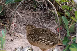 Mong manh đúng, sai