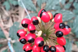 50 năm “Quốc bảo” sâm Ngọc Linh - Bài 1: Quyết tâm bảo vệ 