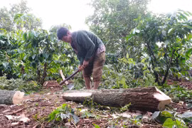 Góp sắc màu cho Festival Văn hóa cồng chiêng