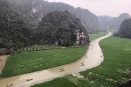 Ninh Bình sắp ra mắt cánh đồng lúa hình cá chép rộng 9.500m2 