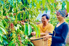Cơ hội để cà phê Gia Lai vươn xa trên thị trường thế giới
