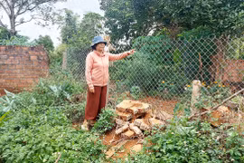 Nhiều lần xét xử vụ tranh chấp đất đai vẫn không đồng tình với phán quyết của Tòa án