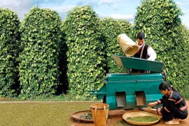 Giá hồ tiêu trong nước tăng 1,5 triệu đồng/tấn