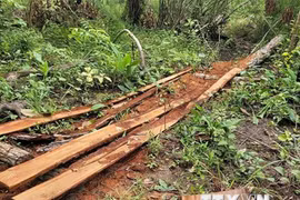 Gia Lai: Triệt phá vụ khai thác gỗ quy mô lớn tại rừng giáp ranh