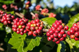 Tiếp sau vàng, giá một loại nông sản cũng liên tục lập kỷ lục