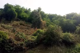 Bình Định: Khởi tố cựu bí thư huyện để làm rõ vụ thâu tóm đất rừng