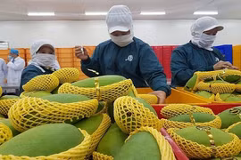 Xuất khẩu trái cây 8 tháng vượt cả năm 2022