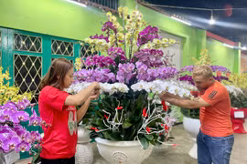 Lan hồ điệp đắt hàng dịp Tết