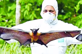 Cảnh giác trước sự lây lan của virus Nipah