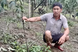 Nhiều vườn cây bị trộm, phá hoại