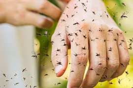 Những cách phòng tránh muỗi đốt không phải ai cũng biết
