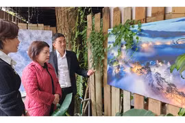 Triển khai Cung đường nghệ thuật chào mừng 130 năm Đà Lạt